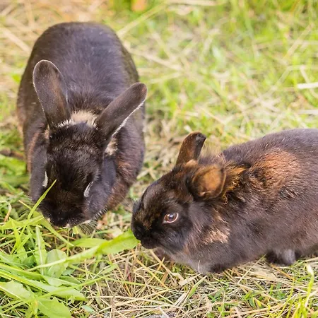 Alpenapart Montafon - Haus Engstler 施伦斯