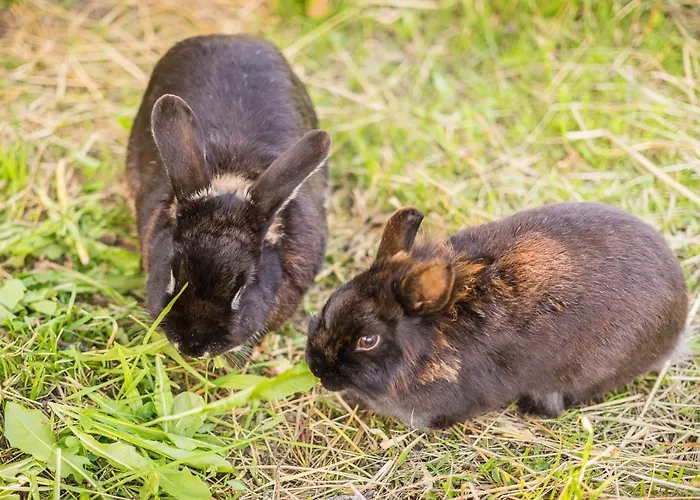 Alpenapart Montafon - Haus Engstler تشاغنز
